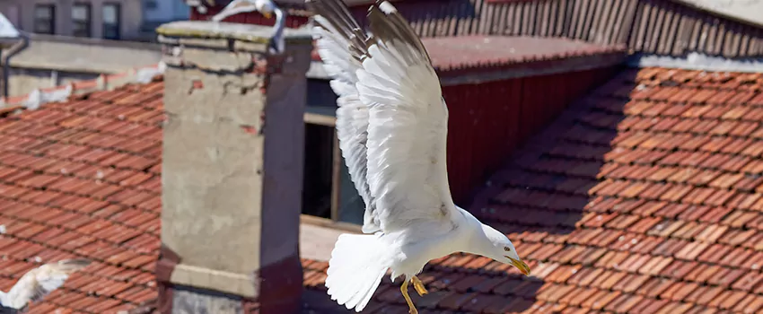 Residential Chimney Animal Removal Solution in Lackawanna, NY