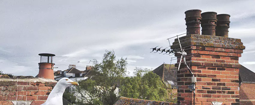 Chimney Cleaning And Restoration in Lackawanna, New York